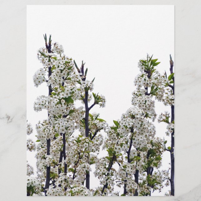 Bradford Pear Blossoms (Vorderseite)