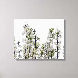 Bradford Pear Blossoms Leinwanddruck