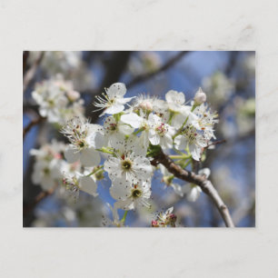 BRADFORD PEAR BLOSSOMS POSTKARTE