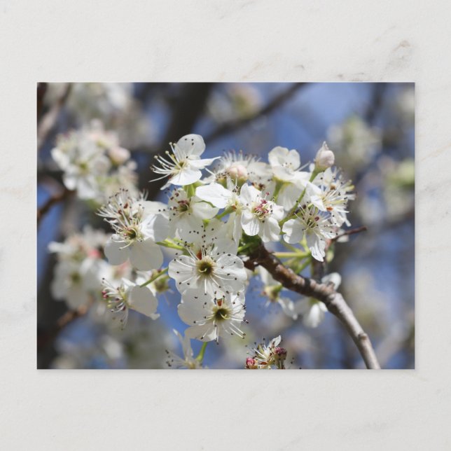 BRADFORD PEAR BLOSSOMS POSTKARTE (Vorderseite)