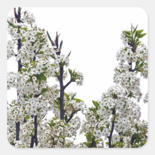 Bradford Pear Blossoms Quadratischer Aufkleber
