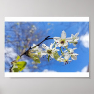Bradford Pear Poster