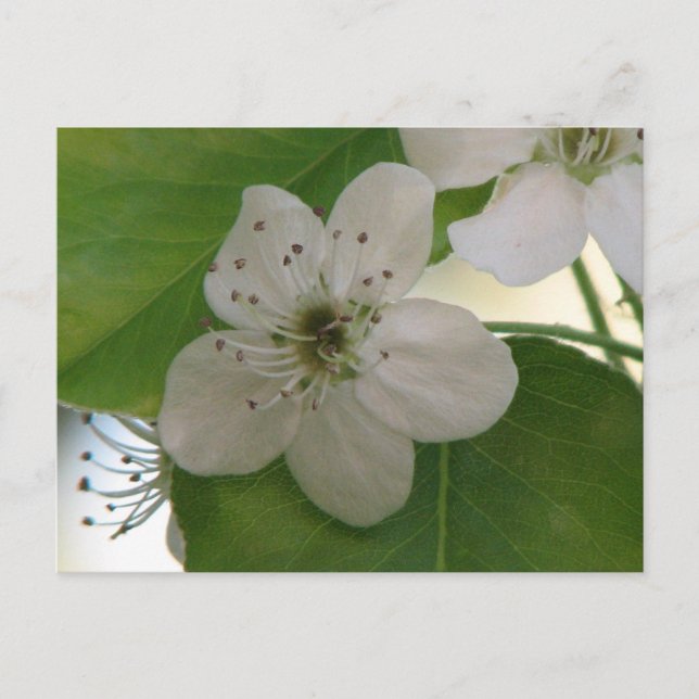 Bradford Pear Tree Bloom Postkarte (Vorderseite)