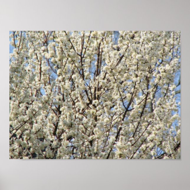 Bradford Pear Tree Blooms Poster (Vorne)