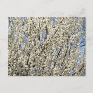 Bradford Pear Tree Blooms Postkarte