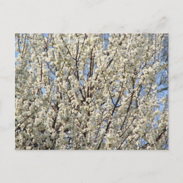 Bradford Pear Tree Blooms Postkarte (Vorderseite)
