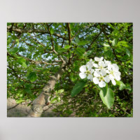Bradford Pear tree - Poster