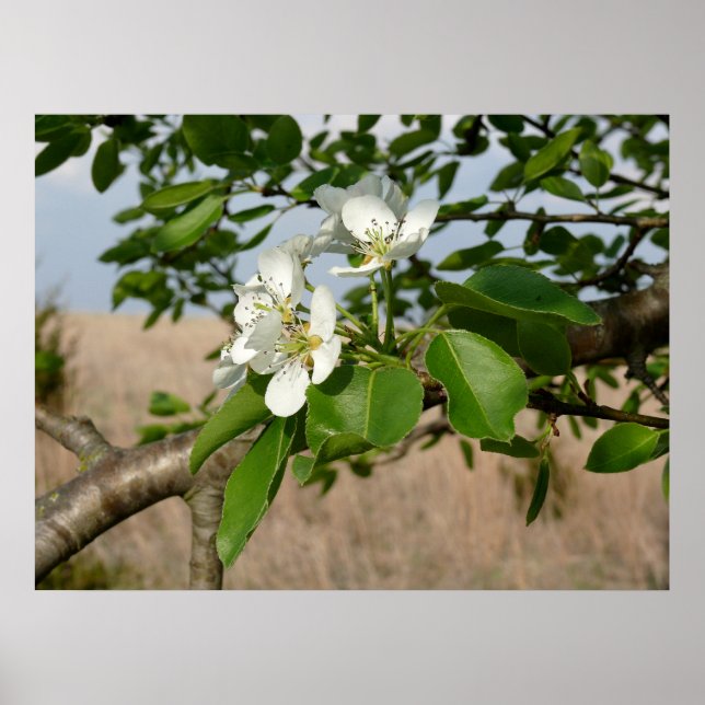 Bradford Pear tree - Poster (Vorne)