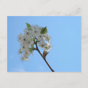 Bradford Pear Tree Postkarte