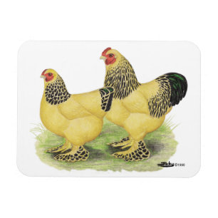 Brahma Buff Pair Magnet