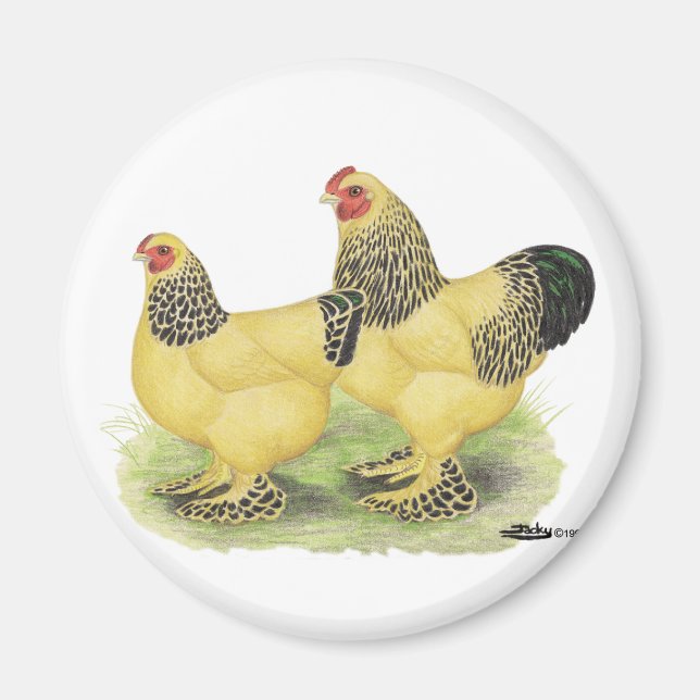 Brahma Buff Pair Magnet (Vorne)