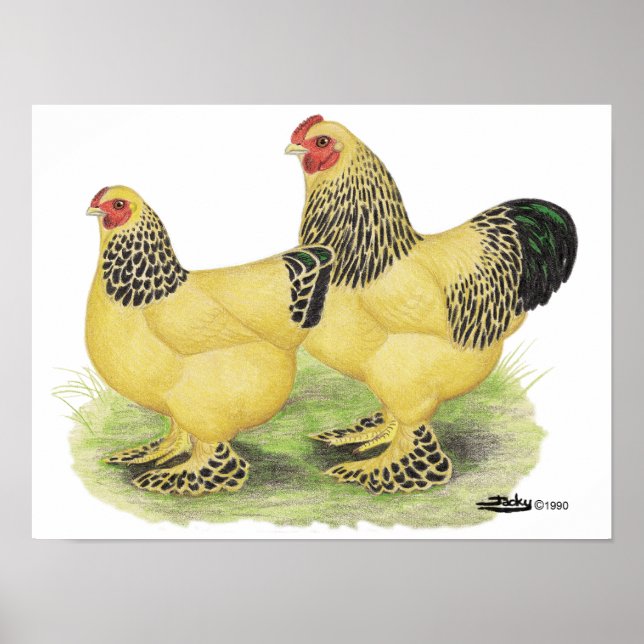 Brahma Buff Pair Poster (Vorne)