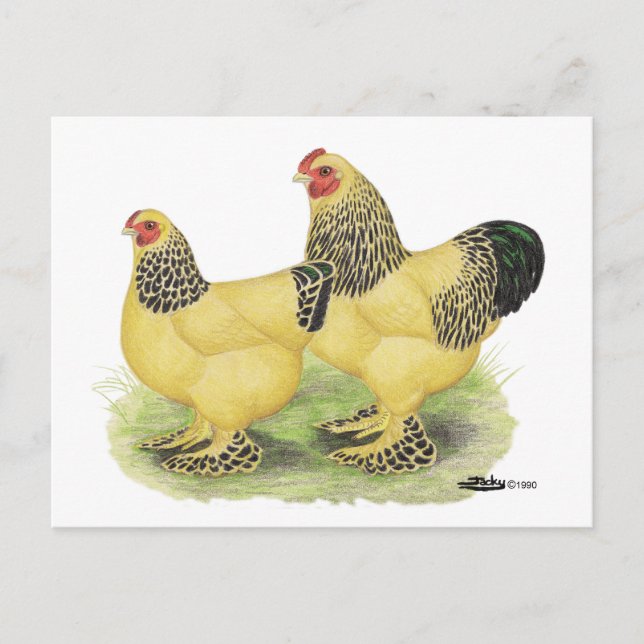 Brahma Buff Pair Postkarte (Vorderseite)