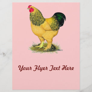 Brahma: Buff Rooster Flyer