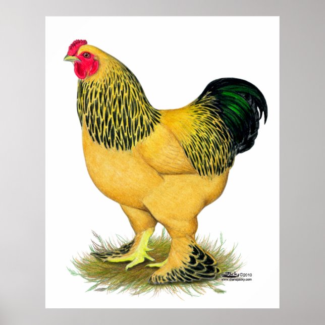 Brahma: Buff Rooster Poster (Vorne)