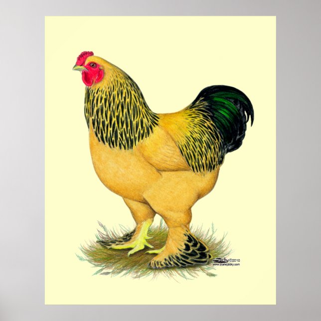 Brahma: Buff Rooster Poster (Vorne)