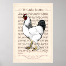 Brahma Chicken Country Küche Vintage Einrichtung