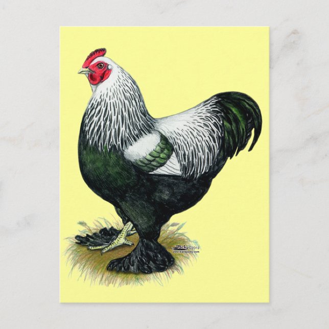 Brahma:  Dark Rooster Postkarte (Vorderseite)
