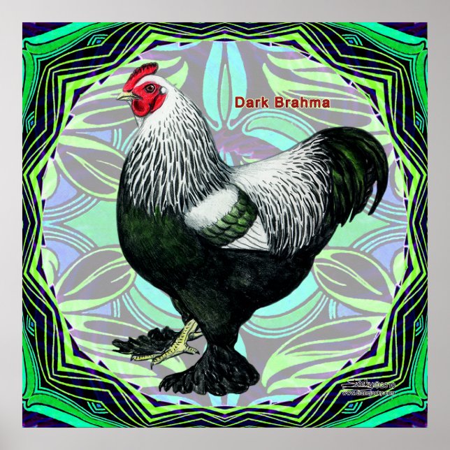 Brahma: Fancy Dark Rooster Poster (Vorne)