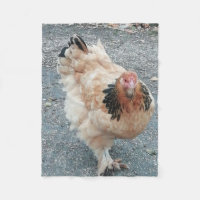 Brahma Huhn, das einen Stroll. nimmt