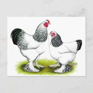 Brahma: Licht Postkarte