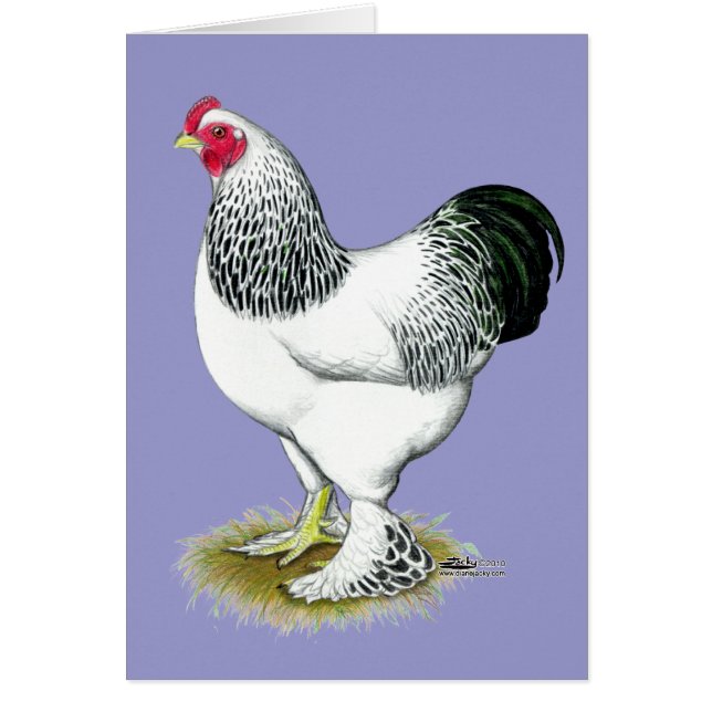 Brahma: Light Rooster (Vorne)