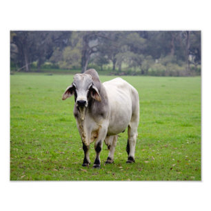 Brahman (alias Brahma) Bull in Field Fotodruck