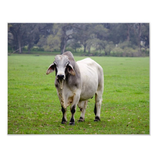 Brahman (alias Brahma) Bull in Field Fotodruck (Vorne)