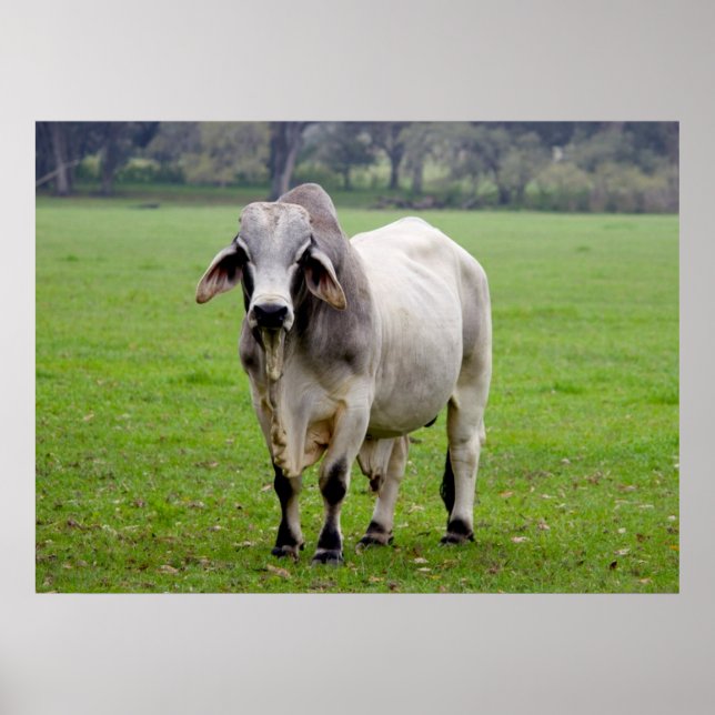 Brahman (alias Brahma) Bull in Field Poster (Vorne)