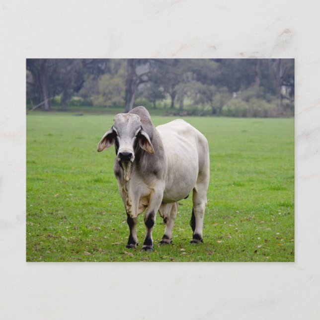 Brahman (alias. Brahma) Stier auf dem Gebiet Postkarte (Vorderseite)