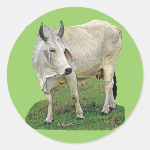 Brahman Cow Runder Aufkleber