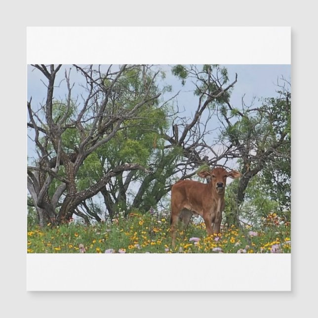 Brahman-Kalb in Wildblumen Magnetkarte (Vorderseite)