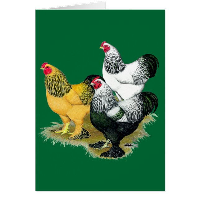 Brahmas drei Hähne (Vorne)