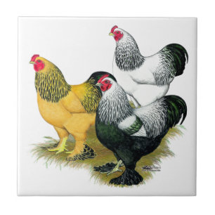 Brahmas Three Roosters Fliese