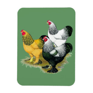 Brahmas Three Roosters Magnet