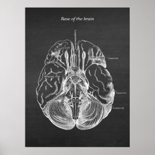 Brain Anatomical Illustration Print no. 3 Poster
