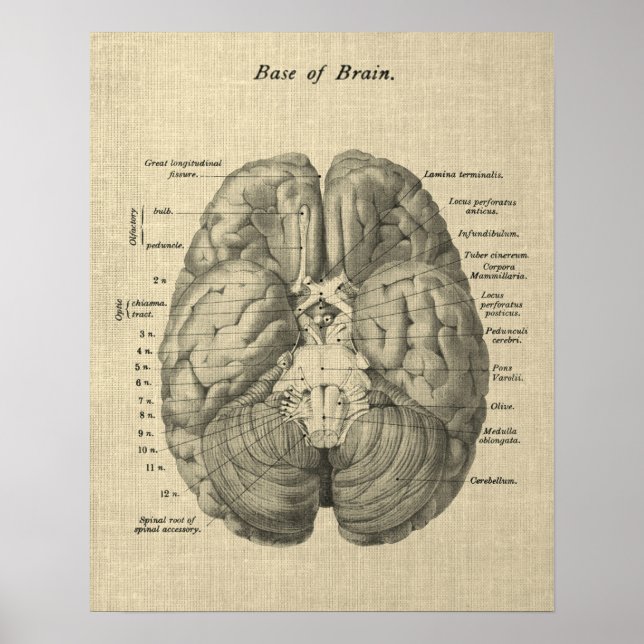 Brain Anatomy Art #1 mit Cream Background Poster (Vorne)