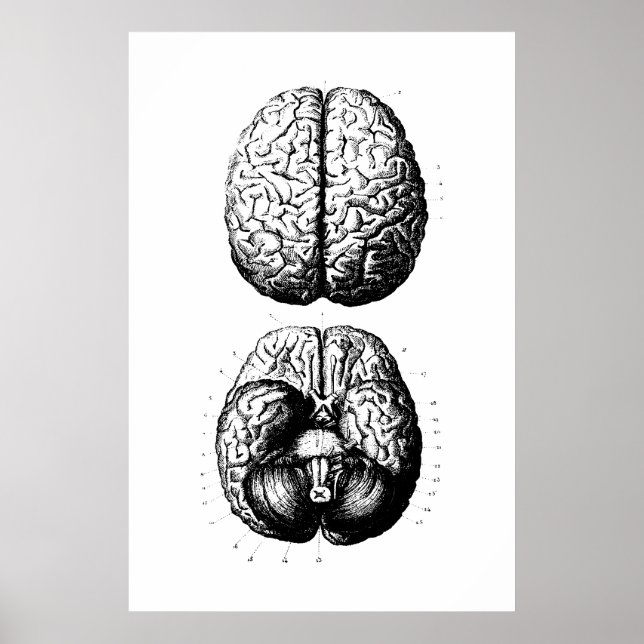 Brain Anatomy Illustration Poster (Vorne)