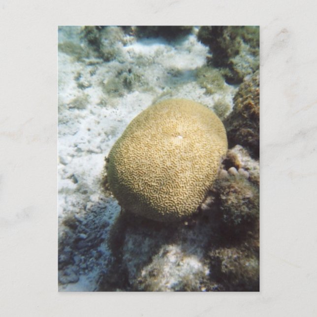 Brain Coral Foto Postcard Postkarte (Vorderseite)