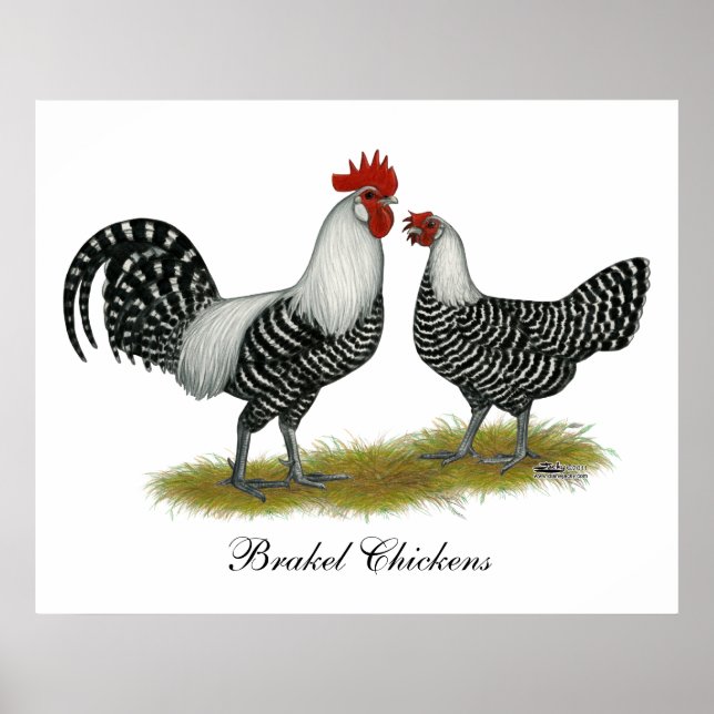 Brakel Chickens Poster (Vorne)