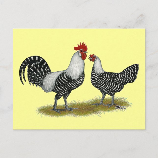 Brakel Chickens Postkarte (Vorderseite)