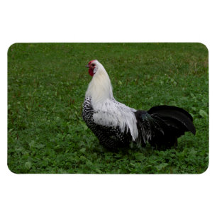 Brakel Hahn Magnet