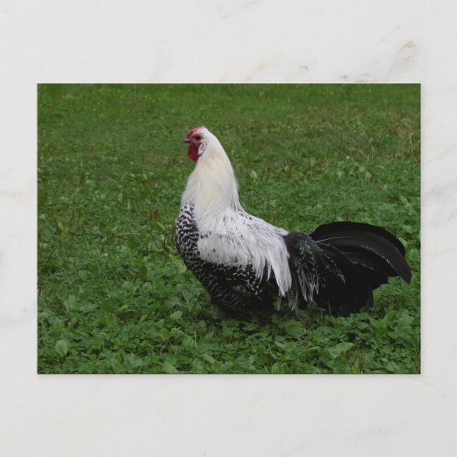 Brakel Hahn Postkarte (Vorderseite)