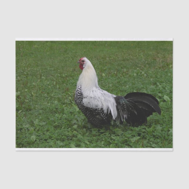 Brakel Hahn Seidenpapier (Vorderseite)