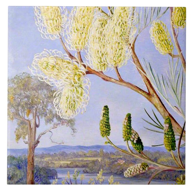 Branch of a Grevillea and View on the Swan River Fliese (Vorderseite)