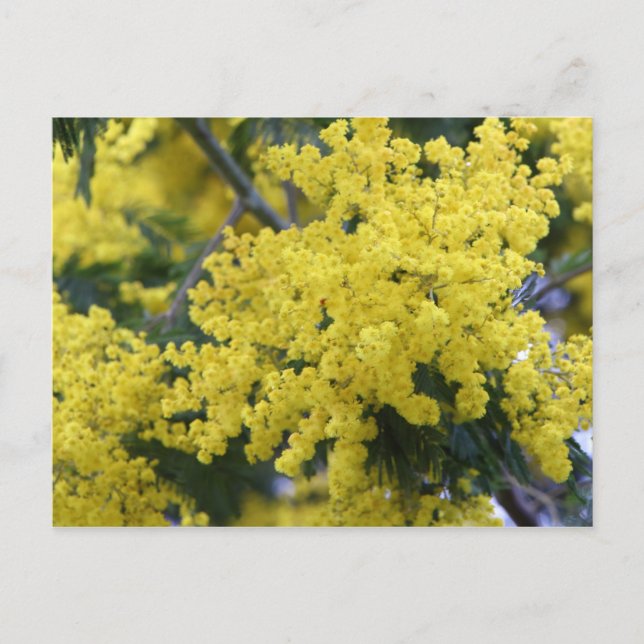 Branch of mimosa postkarte (Vorderseite)