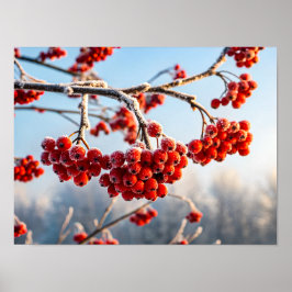 Branch of vibrant red berries poster