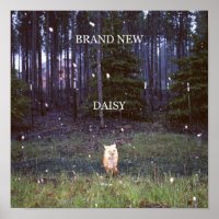 Brand New Daisy