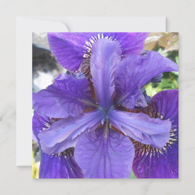 Brandeis (Vorderseite)