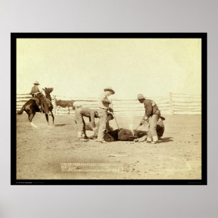 Branding Calves auf Roundup SD 1888 Poster